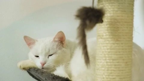 White Cute Cat Falling Asleep on Cat Tree with Mouse Toy Hanging in Front of it. Stock Footage 142708567
