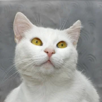 White cute cat Stock Photos