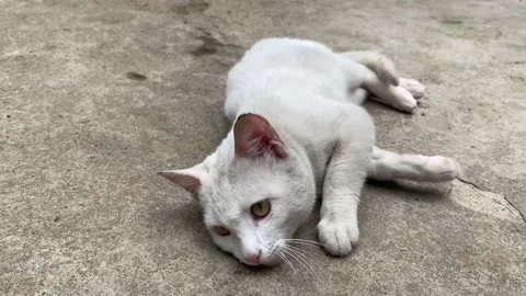A white cute cat rolling over being playful. Stock Footage 163282559