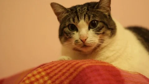 White cute cat stand  on the sofa Stock Footage 73714965