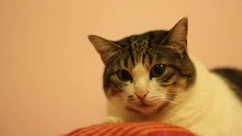 White cute cat stand  on the sofa Stock Footage 73715339