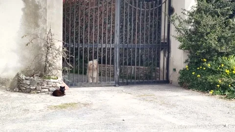 White Cute Dog Looks Through The Cage In The Yard.  Stock Footage 190066204