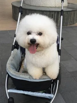 White Cute Dog Stock Photos