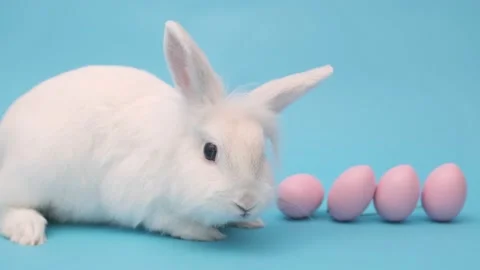 White cute easter bunny on a blue backgr... | Stock Video | Pond5