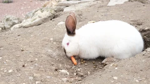 White cute easter bunny eats a carrot. Stock Footage 170662928