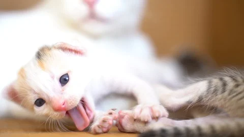 White cute kitten PAW Stock Footage 120720393