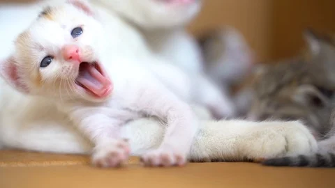 White cute kitten yawning Stock Footage 120720547