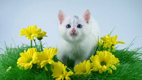 White cute kitty, looking around, meows and licking lips Stock Footage 91720100