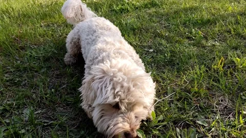 White cute multi dog playing ball on green grass, close-up Stock Footage 189875765