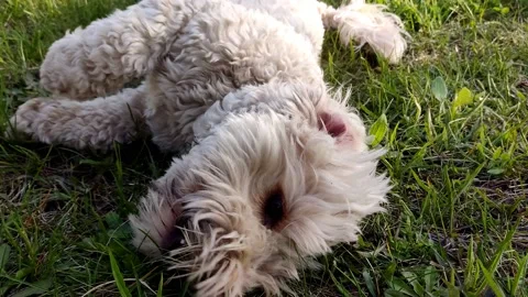 White cute multi dog playing ball on green grass, close-up Stock Footage 189876142