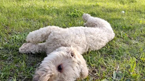 White cute multi dog playing ball on green grass, close-up Stock-Footage 189876281