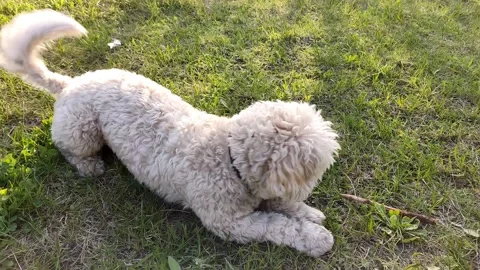 White cute multi dog playing ball on green grass, close-up Stock Footage 190092484