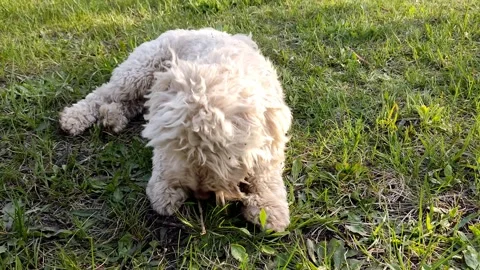 White cute multi dog playing ball on green grass, close-up Stock Footage 191655051