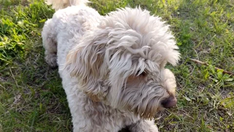 White cute multi dog playing ball on green grass, close-up Stock Footage 192094901