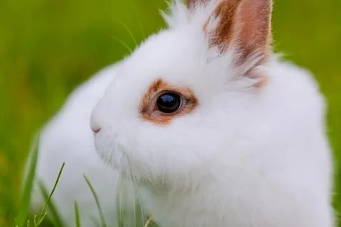 White cute rabbit on green background Stock Photos