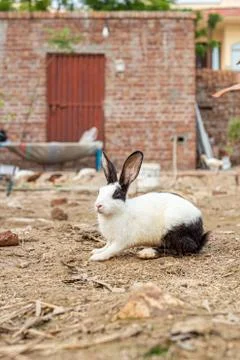 White cute rabbit on the ground Stock Photos
