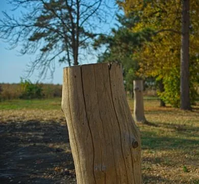 White cutoff tree trunk without bark, close up Stock Photos