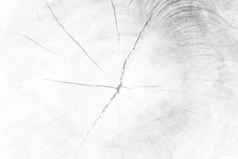 White Cutting Trunk Texture Background. Stock Photos