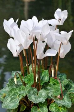 White cyclamens Stock Photos