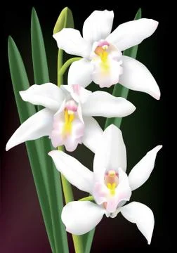 White cymbidium orchids Stock Illustration
