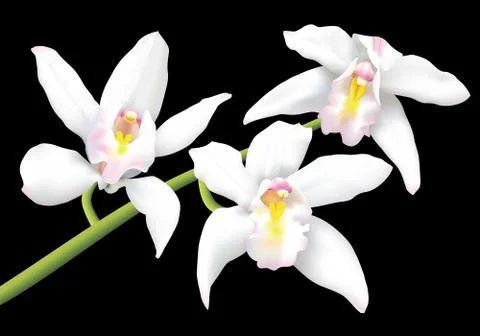 White cymbidium orchids Stock Illustration