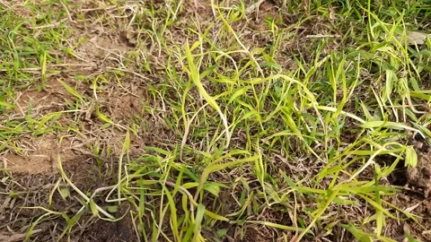 White Cynodon dactylon grass. Stock Footage 168880396