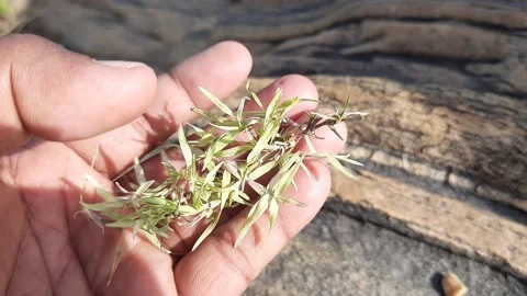 White Cynodon dactylon grass. Stock Footage 238466982
