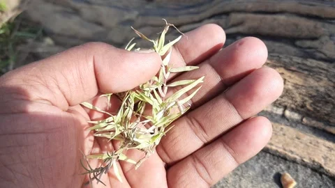White Cynodon dactylon grass. Stock-Footage 238467002
