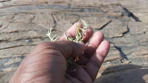 White Cynodon dactylon grass. Stock Footage