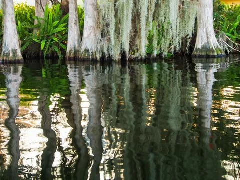 White cypress trees with buttresses reflected in coastal waters Stock Photos