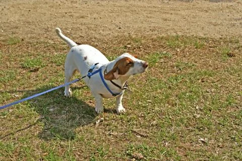 White Dachshund Stock Photos