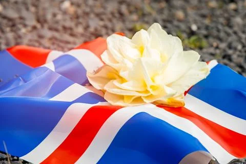 White daffodil against the background of the flag of Iceland, Great Britain. Stock Photos