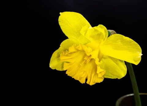 White daffodil on a black background. The springing flower is a close photo. Stock-Fotos