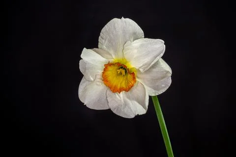 White daffodil on a black background. The springing flower is a close photo. Stock-Fotos