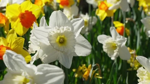 White Daffodil Bloom In Spring Garden Stock Footage 329329662