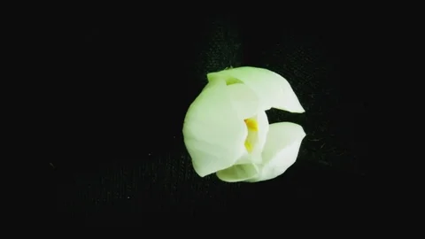 White daffodil blooms Stock Footage 72773677