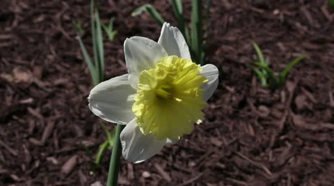 White daffodil close up Stock Footage 22732603
