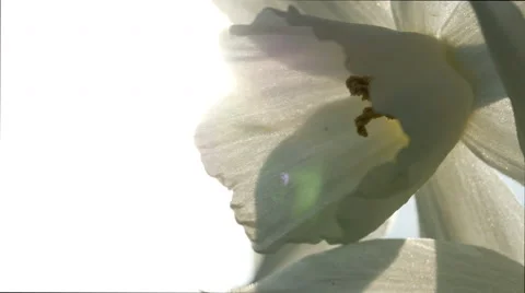 White daffodil CU against sun Stock Footage 49059191