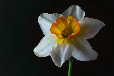 White Daffodil on Dark Background 库存照片
