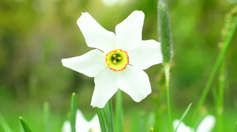 White Daffodil flower 1 Stock Footage 24465356