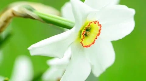 White Daffodil flower 3 Stock Footage 24465423