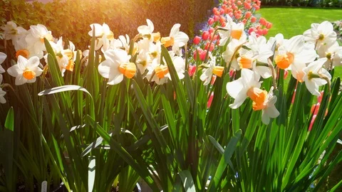 White Daffodil Flower Background Field, Beautiful Garden, Spring Sun Lens Flare Video stock 100046877