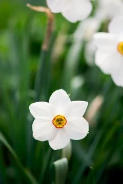 White Daffodil Flower Foto stock