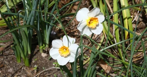 White Daffodil Flowers Stockbeeldmateriaal 87522996