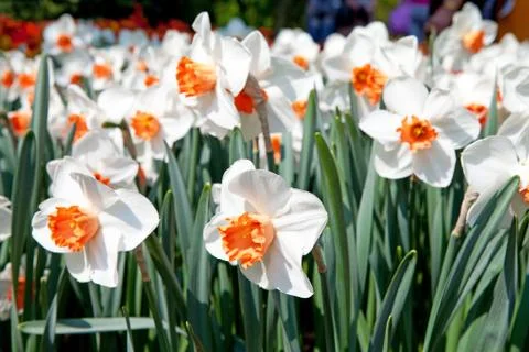 White daffodil flowers Stock Photos