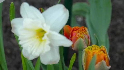 White daffodil in the garden Stock Footage 155562641