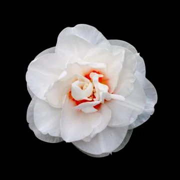 White daffodil isolated on a back background. Stock-Fotos