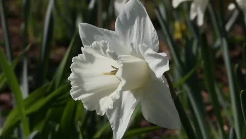 White daffodil macro Stock Footage 11019734