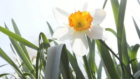 White daffodil with orange center Stock Footage 11019729
