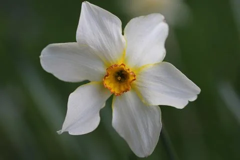 White daffodil with orange centre Stock Photos